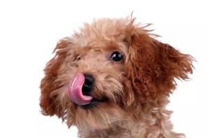 如何鉴别狗狗的健康状况（掌握这些技巧，让您的宠物更加健康）