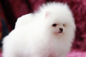 如何训练博美幼犬？（最佳训练时期、关键要点、建议方法）