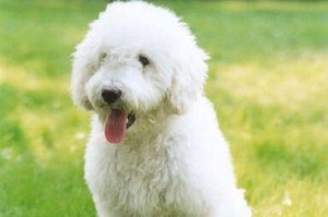 以可蒙犬的基础美容知识（打造宠物的美丽形象，健康生活的必要措施）
