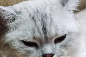 猫咪3个月需接种的必要疫苗（详细介绍猫咪3个月龄时需要注射的疫苗种类和作用）