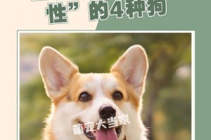 寻找一个合适的名字——以巴哥的命名之旅（以巴哥的名字选择对它的个性和特点至关重要）