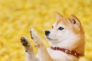 柴犬肉垫的颜色之谜（揭秘柴犬肉垫为何多种颜色？）