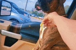 狗狗礼仪训练—等（如何教导你的宠物遵守基本礼仪）