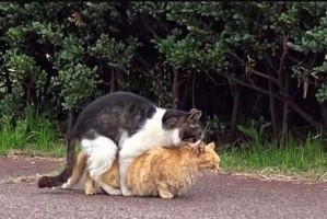 揭秘猫咪交配的奥秘（探究猫咪交配的过程及注意事项）