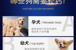 泰迪宝宝6个月如何选择适合的钙片？（为宝宝健康成长提供均衡营养的关键）