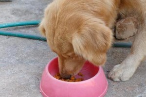 如何科学地喂养3个月大的金毛犬（以宠物为主，从婴儿食谱到营养均衡，带你打造健康小狗）