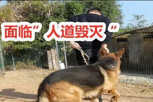以牧羊犬爱的病（揭秘——以牧羊犬爱病的危害与应对方法）