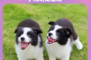 养一只边牧需要多少钱？（边牧价格一般在2000元左右。）
