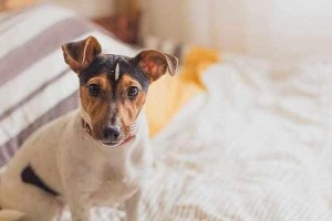 揭秘牛头梗犬流眼泪的几大原因（以宠物为主，了解牛头梗犬为何会流眼泪）