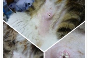 猫咪肚子左侧突出一个包，该如何处理？（了解猫咪肿块的特征及可能原因，及时处理保护它的健康。）