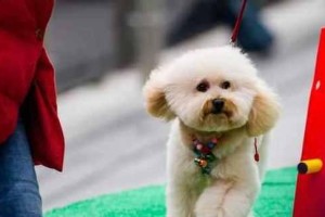 禁止宠物狗狗乞食的训练方法（让你的爱犬告别乞食瘾，让健康饮食成为习惯）