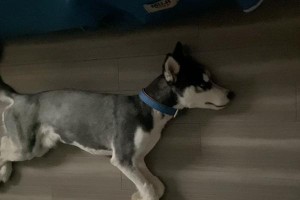 夏季养哈士奇的注意事项（关注保护措施，让哈士奇度过炎热夏天）