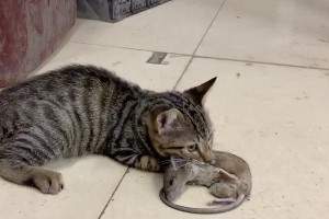 探秘捉老鼠猫的品种之选择与技巧（什么品种的猫最擅长捉老鼠？如何选择适合的捕鼠猫？）