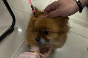 山姆狗——忠诚友善的家庭伙伴（了解山姆狗的品种特点及适应性）