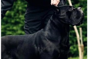 如何科学喂养卡斯罗幼犬？（打造健康成长的关键是什么？）
