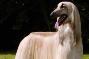 美毛大作战-改善狗狗毛发质量的6个神奇食物（让你的爱犬拥有更健康的毛发，从饮食开始！）