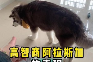 揭秘阿拉斯加智商低的6种行为——隐藏的憨萌个性（探秘阿拉斯加智商低背后的憨萌特质与行为习惯）