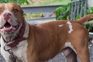 比特犬在狗狗咬合力排名中的第13位（揭秘比特犬强大的咬合力及其排名情况）