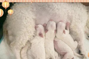 狗狗阵痛持续时间与羊水破裂的关系（了解狗狗分娩过程中阵痛持续时间与羊水破裂之间的联系）