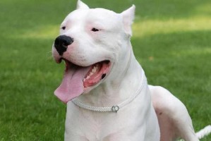 如何打造杜高犬完美的脚部和腿部美容？（让你的宠物自信大方，舒适无忧）