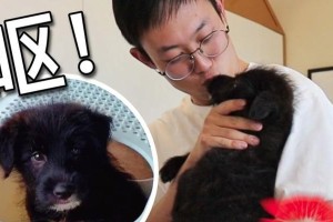 小狗进家门的讲究（迎接新成员的关键步骤及注意事项）