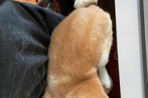 为什么狗狗一直掉毛？（探究狗狗长期掉毛的原因及解决办法）