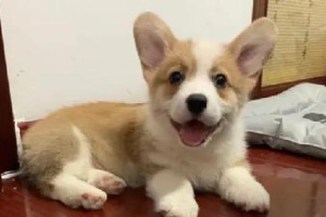 柯基犬太瘦了！该如何解决？（探究柯基犬体重不足的原因及应对之策）