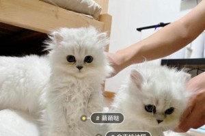 了解金吉拉的饲养方法，让你的宠物健康快乐成长（宠物金吉拉的喜好和生活习性）