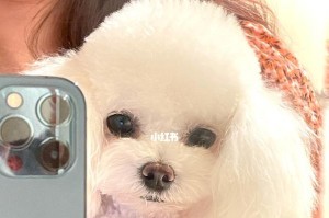 狗狗定时美容的必要性（为了狗狗的健康和美丽，我们不能忽视美容）