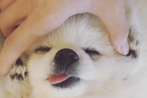 博美的微量元素补充方法（养护宠物，从补充微量元素开始）