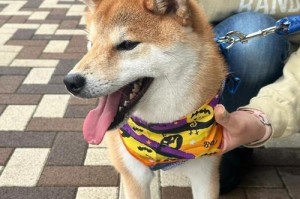 狗为什么会流口水发抖？（探究狗流口水和发抖的原因及相关因素）