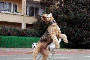 宠物狗狗不爱走路的原因解析（狗狗为什么突然不爱走路？这15个原因或许是答案）