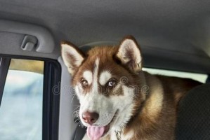 狗嗓子叫哑了多久才能恢复正常？（探寻狗嗓子失声的原因与康复方法）