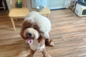 云南巨贵犬购买指南（云南哪些地方能买到高品质的巨贵犬）