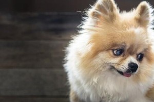 如何让博美犬顺利服用药物？（宠物药物服用技巧，不再成为难题）
