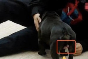 选择适合你的狗狗（了解你的新家庭成员前必须了解这些关键问题）