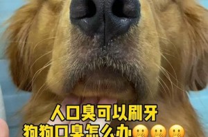 不刷牙的狗狗会带来哪些疾病？（宠物主人必读，预防胜于治疗！）