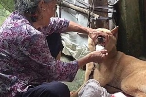 如何让你的狗狗感觉饿？（探索狗狗食欲的方法和策略）