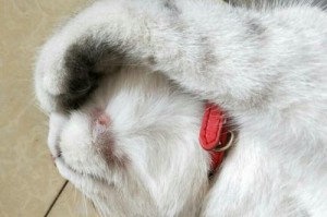 为什么猫咪会掉毛？（探究宠物猫咪毛发脱落的原因和解决方法。）