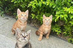猫咪的竞技世界（揭秘猫咪的比赛领域，它们可以参加哪些比赛）