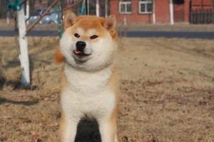 探讨纯血统柴犬价格及相关信息（了解纯血统柴犬的价格走势和市场需求）