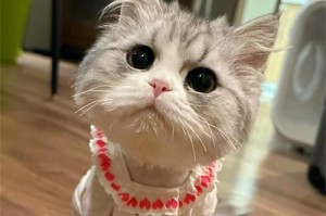 猫剃毛后需要多久才能长出来？（探讨猫剃毛后毛发再生周期和影响因素）