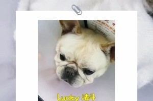 以法斗什么时候长胸宽？（揭秘法斗胸宽的发育时期与方法）