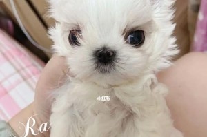 如何科学地喂养马尔济斯犬（宠爱你的马尔济斯犬，从合理饮食开始）
