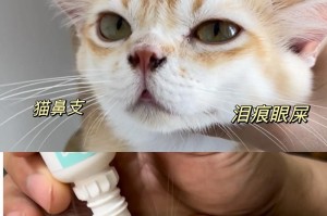幼猫流眼泪的原因及处理方法（幼猫流眼泪的常见原因及有效治疗方法）