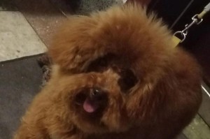 泰迪剃头（了解泰迪剃头的生长周期，让您的宠物拥有健康亮丽的毛发）