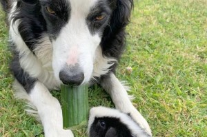 了解边境牧羊犬的消化特征（从宠物主人的角度看待边境牧羊犬的饮食和消化问题）