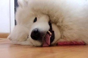 成年萨摩耶的合理喂养频率（一天几顿最适宜？正确喂养的关键）
