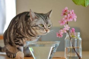 猫咪的水分需求（探讨猫咪每天喝水的标准以及主食对喝水量的影响）
