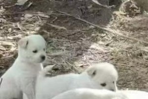 狗要生了的征兆（了解母犬怀孕和分娩的迹象）
